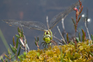 Aeshna cyanea